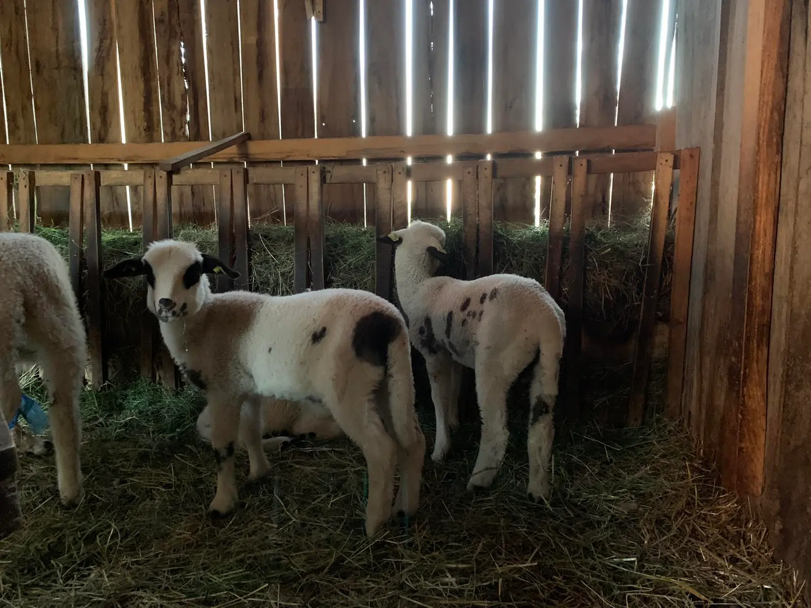 Slika Ishrana jagnjadi u zatvorenom uzgoju.webp